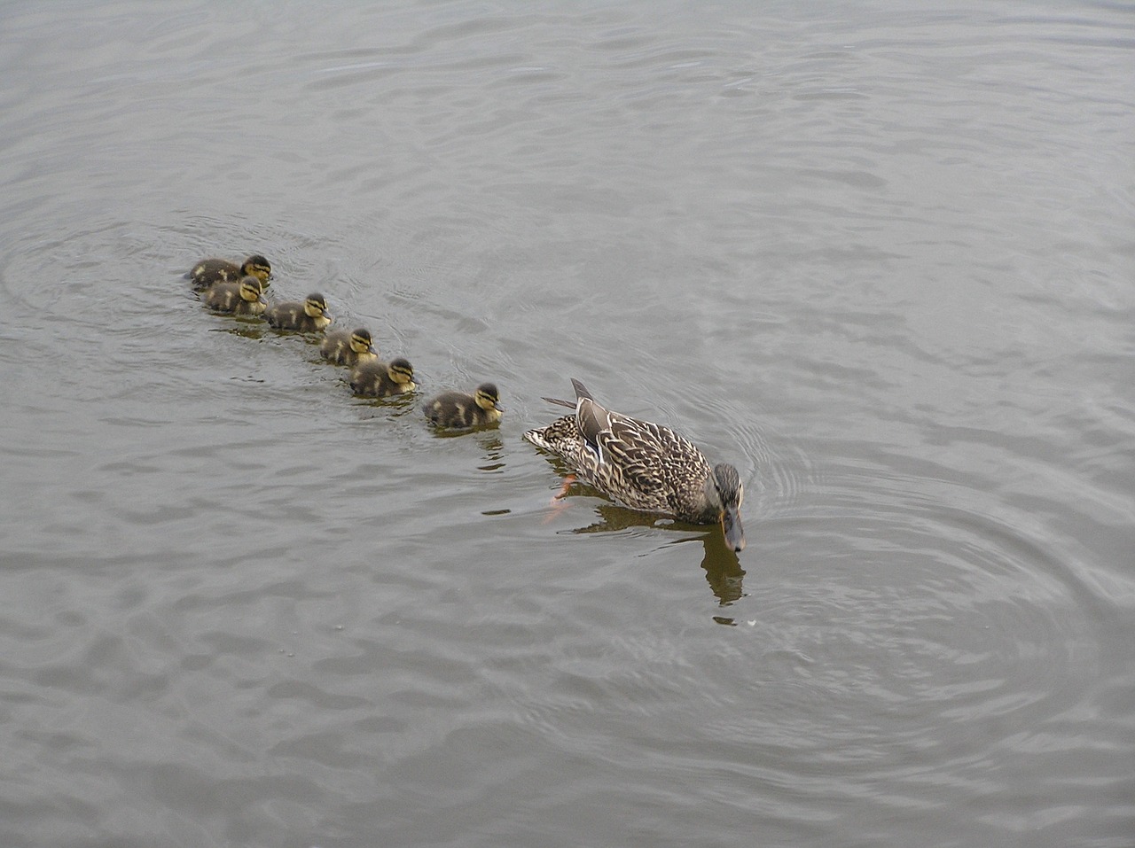 water birds ducks free photo