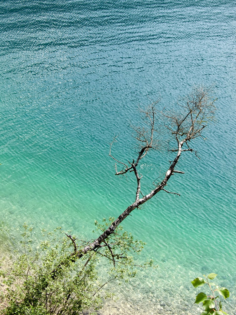 water nature branch free photo