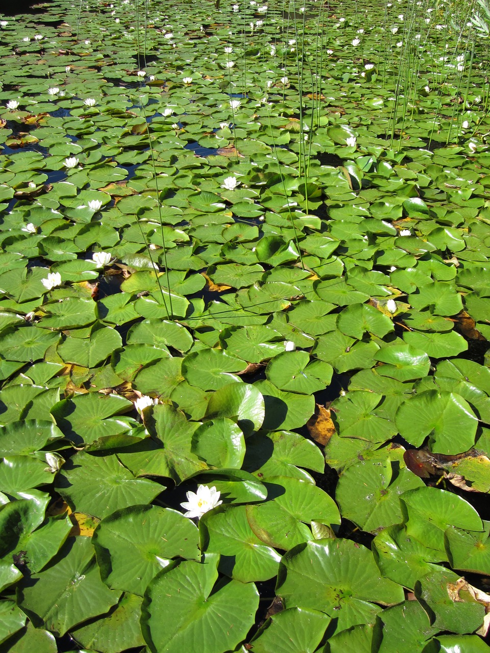 pond lily lotus free photo