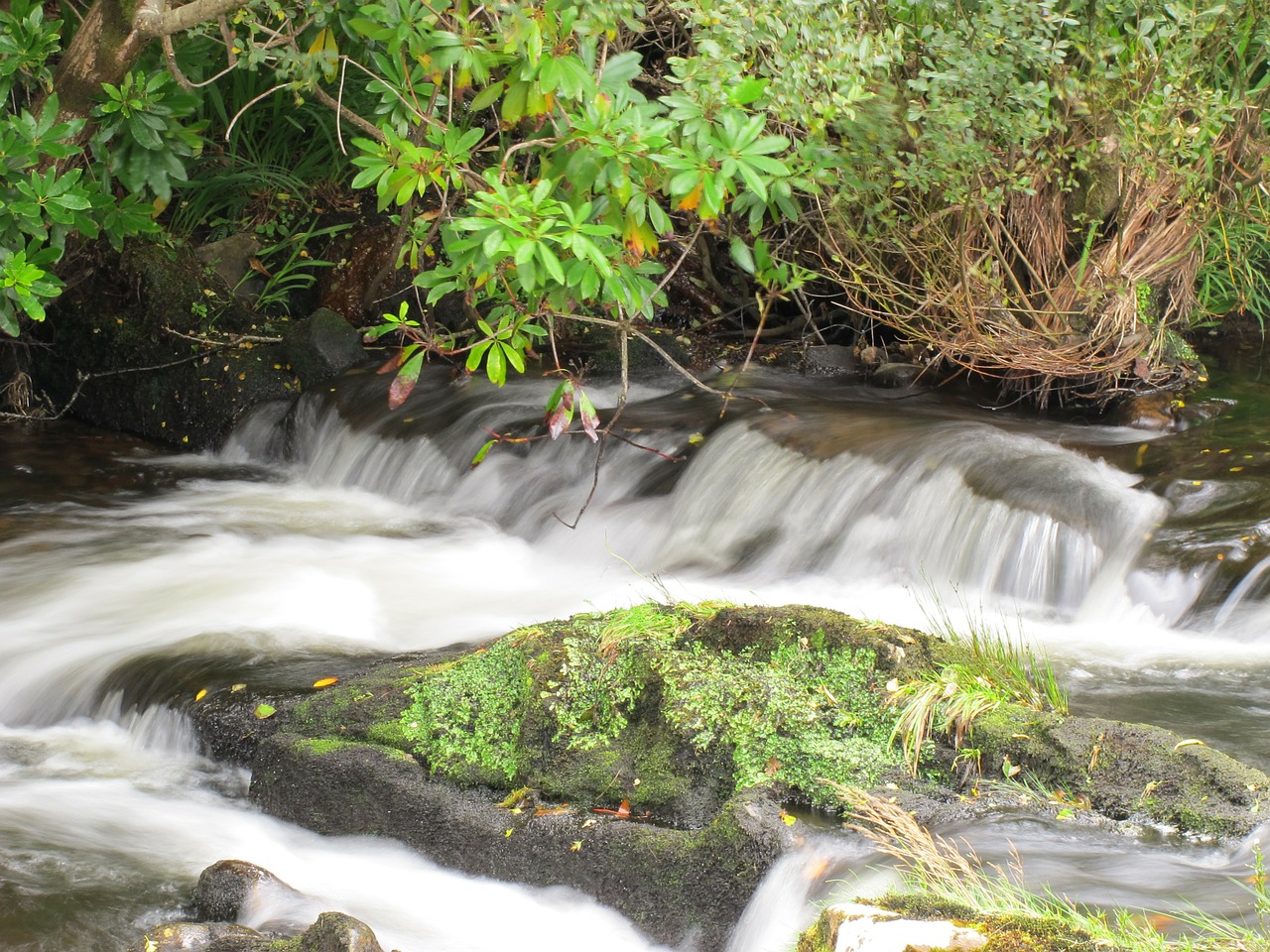 water bach nature free photo