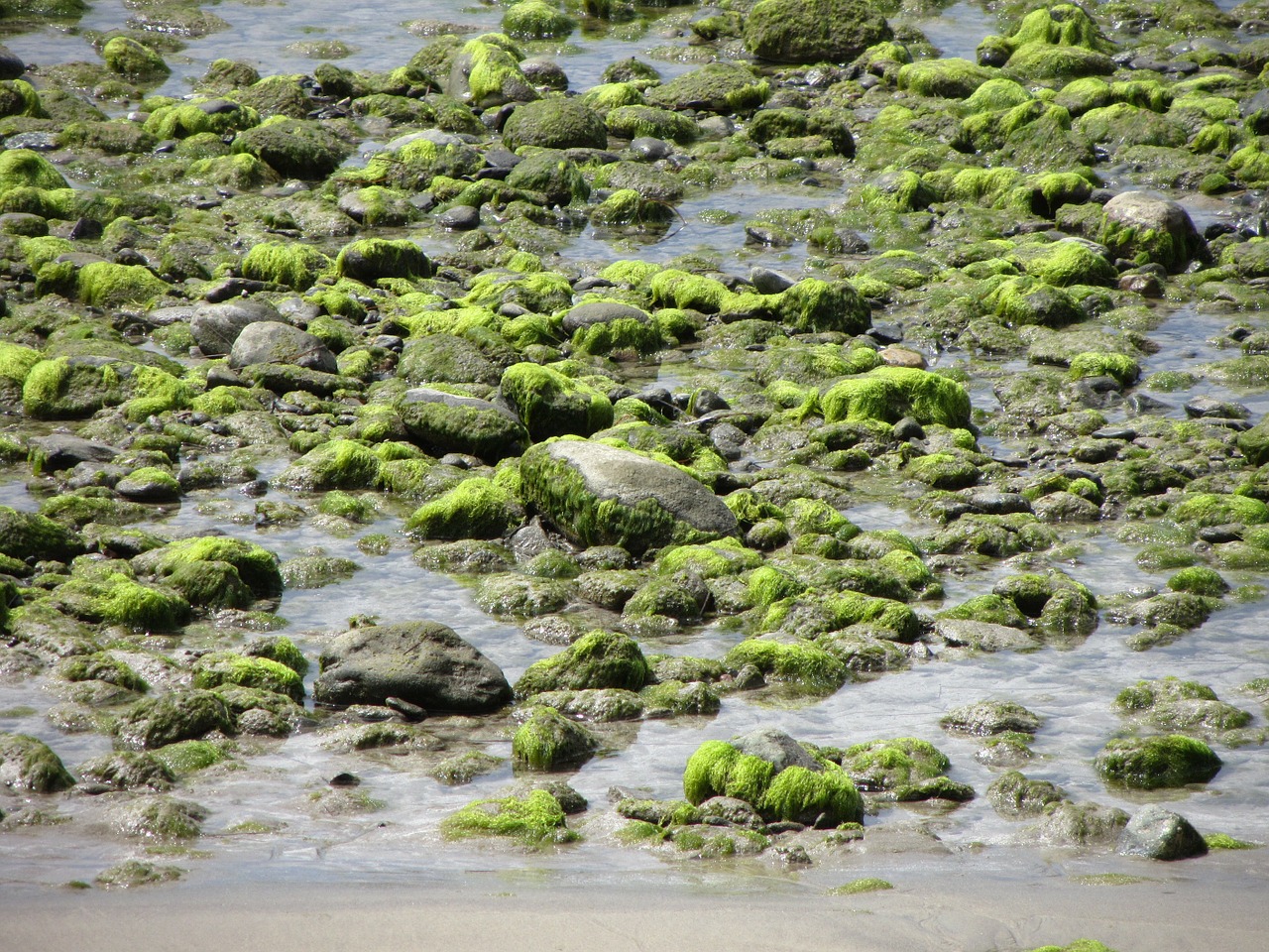 water stones seaweed free photo