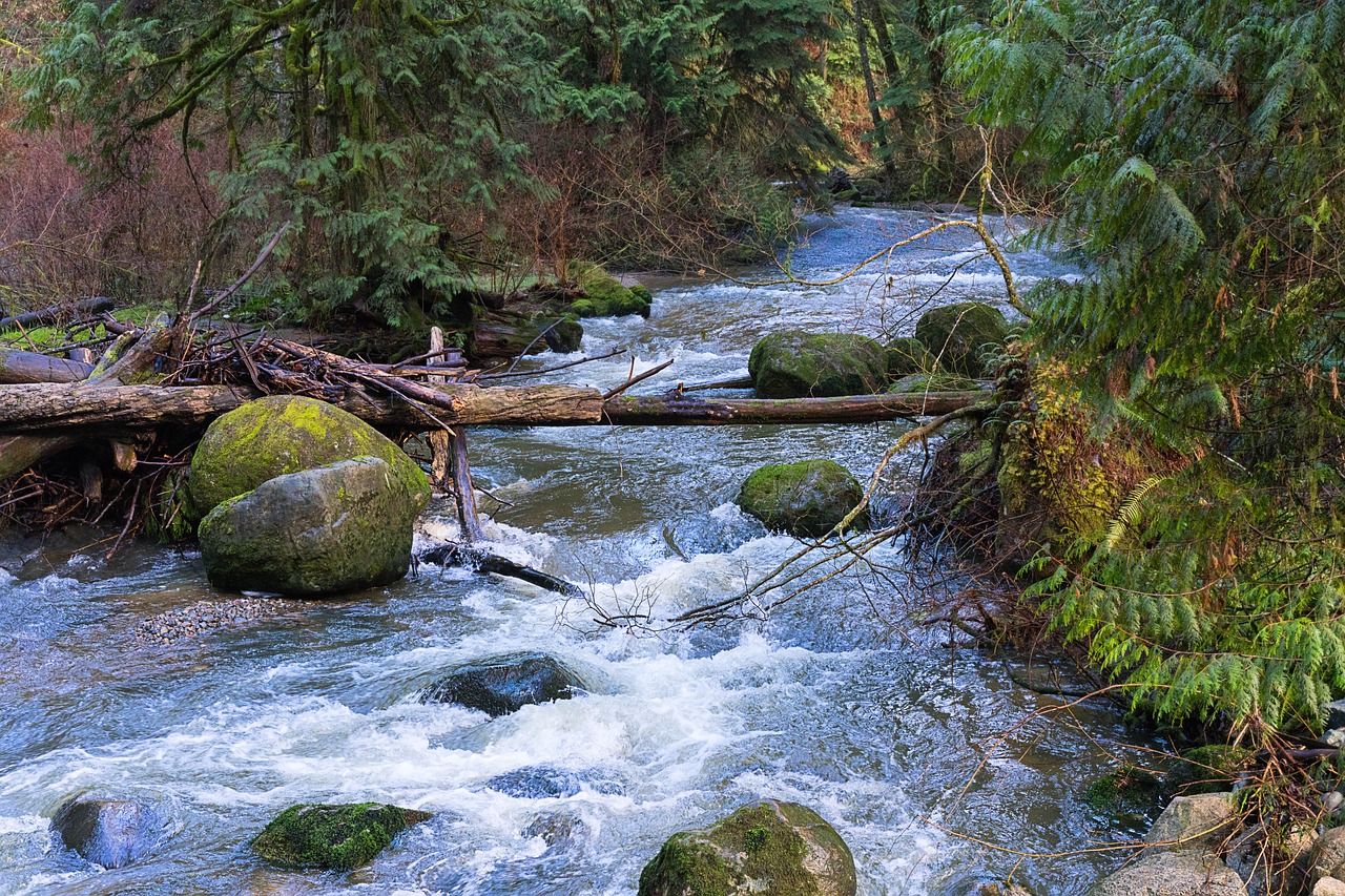 water creek nature free photo