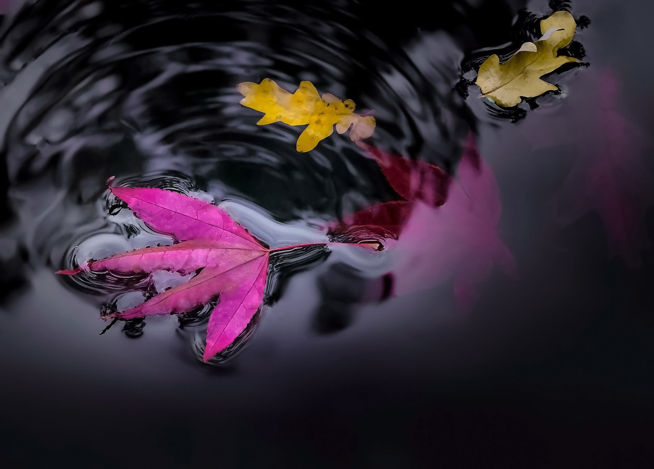 water pond leaves free photo