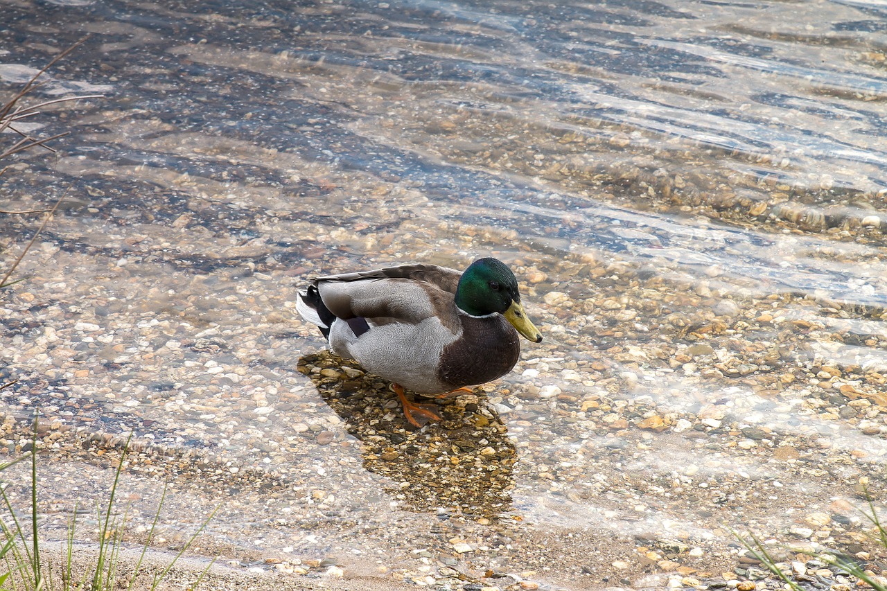 duck water animal free photo