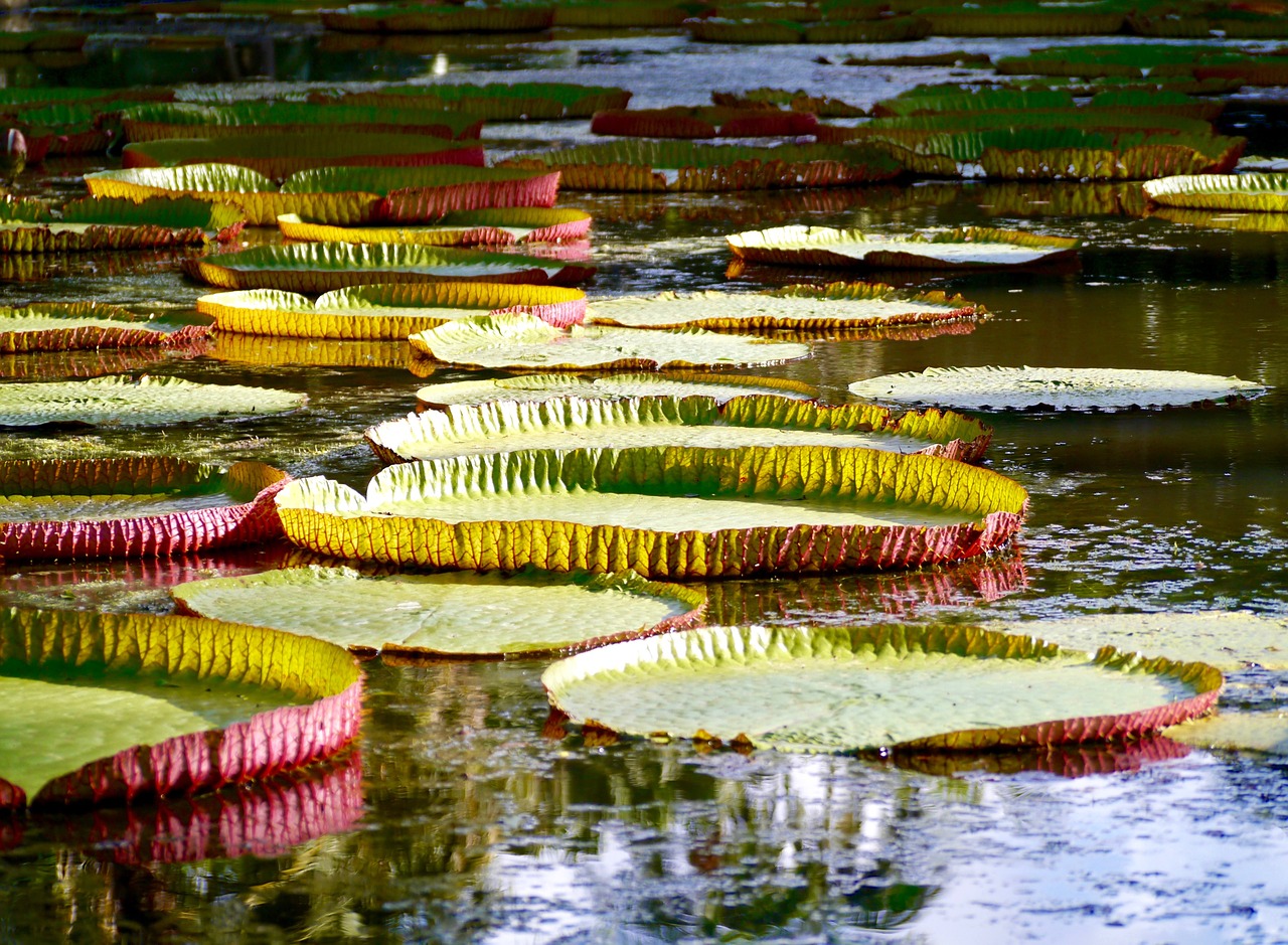 water water lily pink free photo