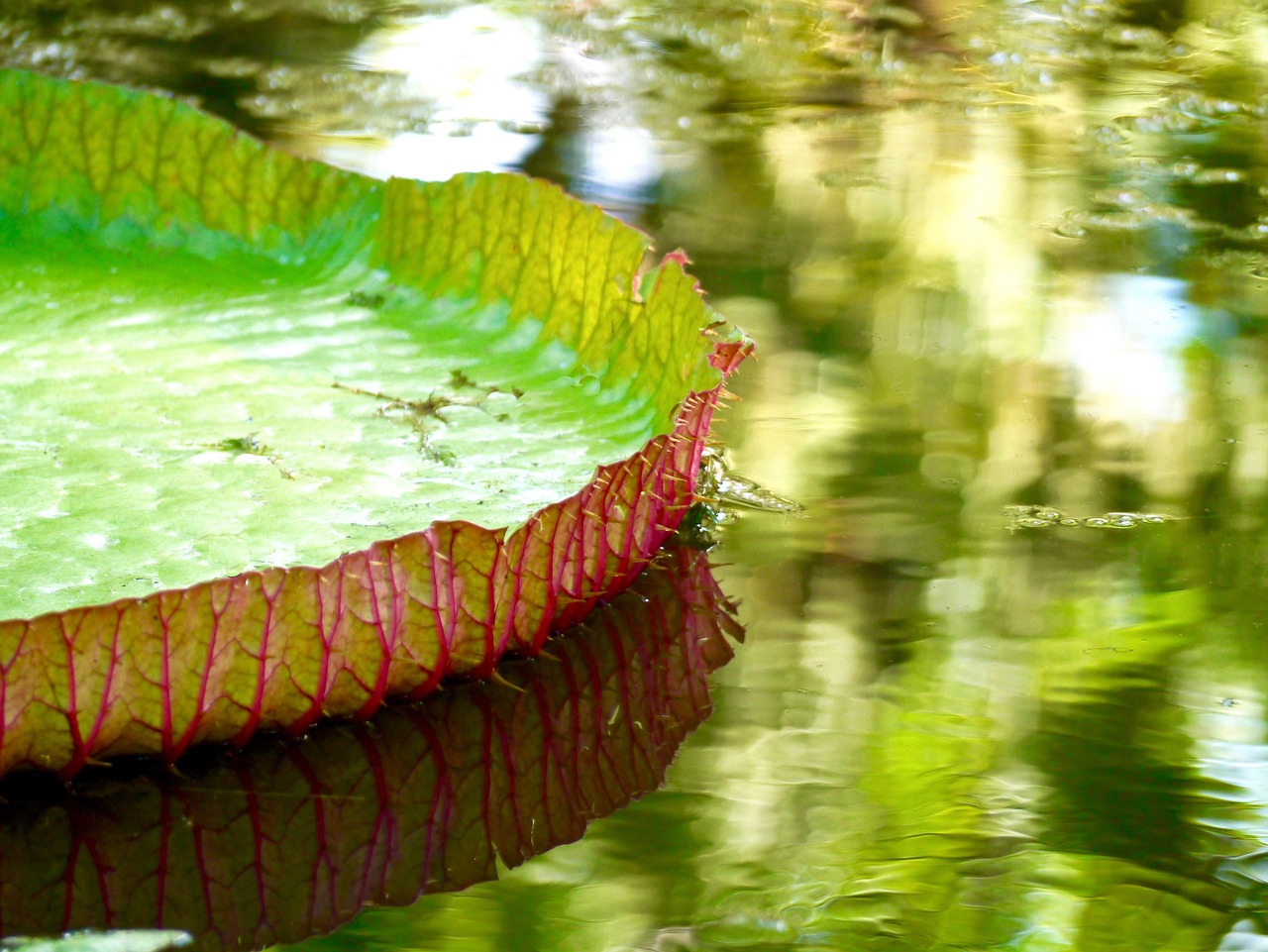 water leaf water lily free photo