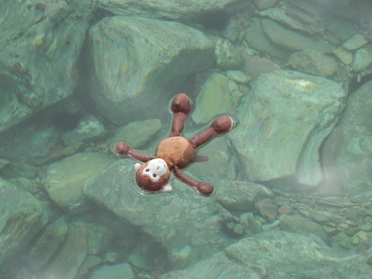 water stuffed animal monkey free photo