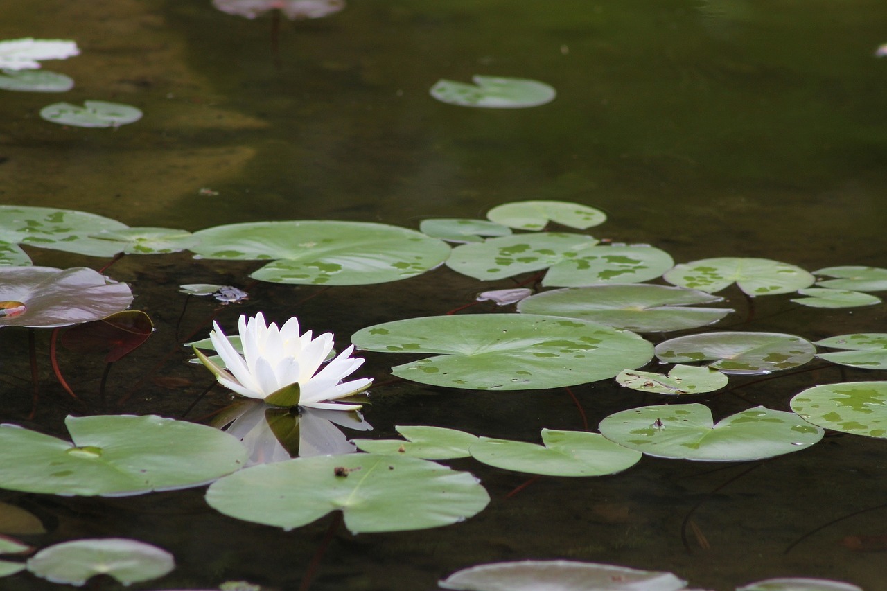 water pad lily free photo