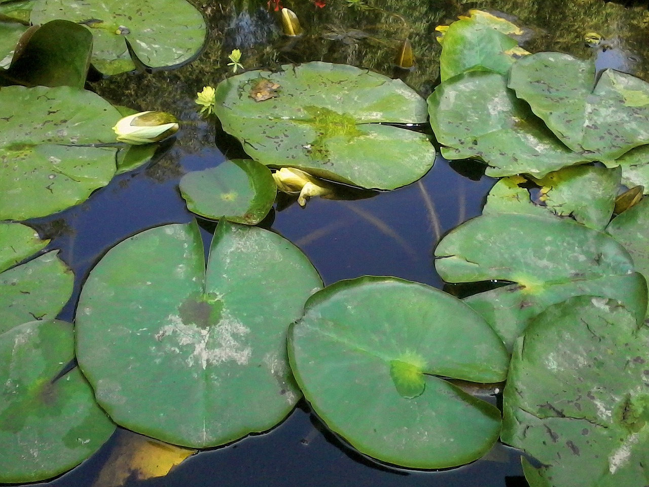 water lilies pond free photo