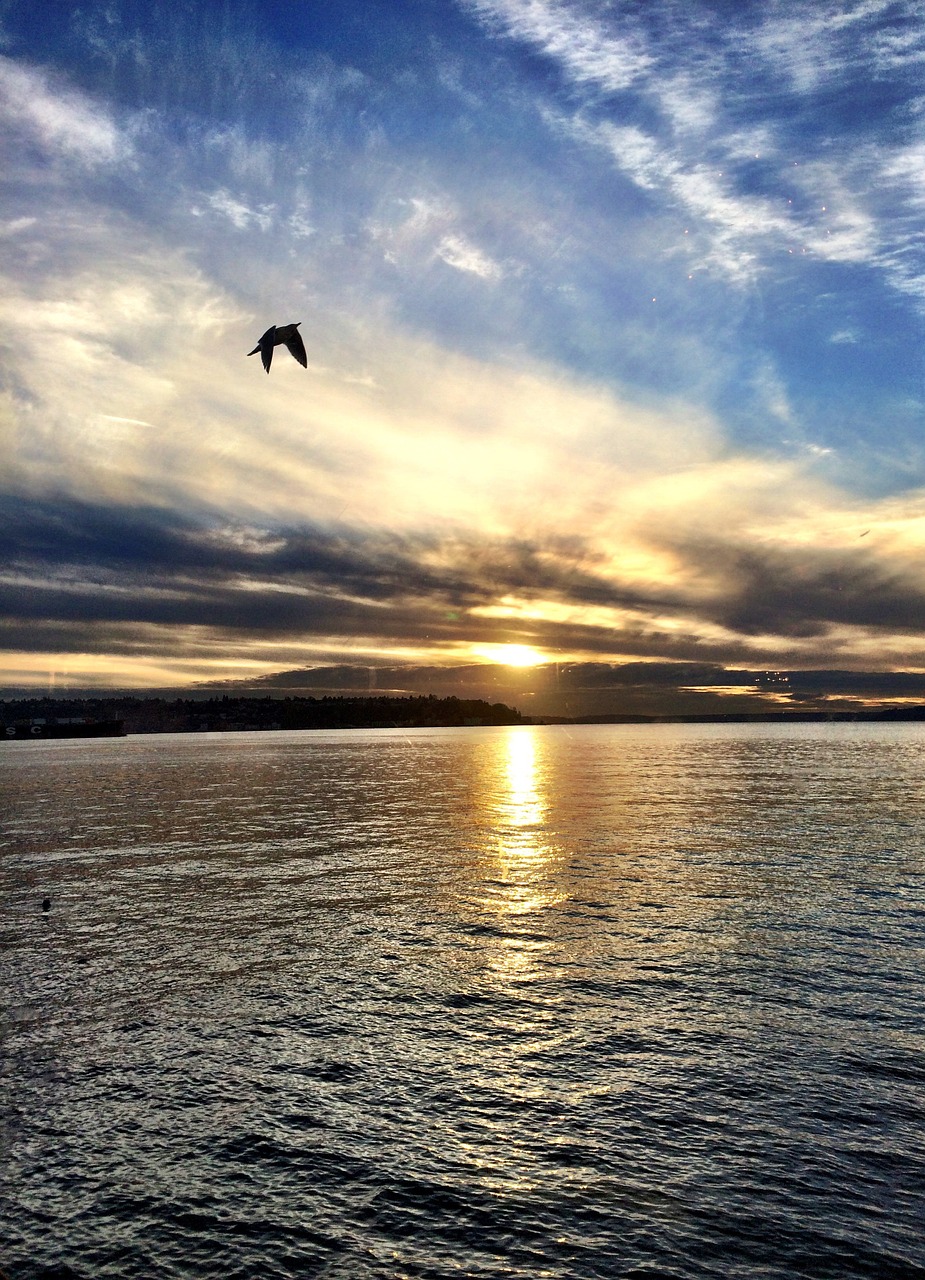 water seagull sea free photo