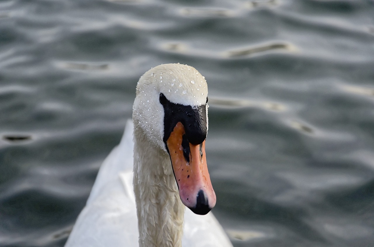 water bird swan free photo