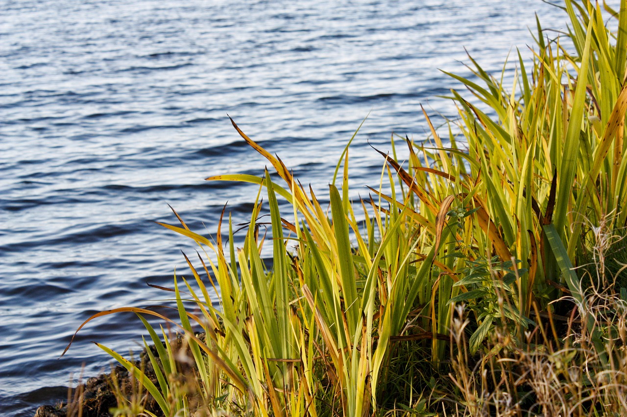 water beach hay free photo