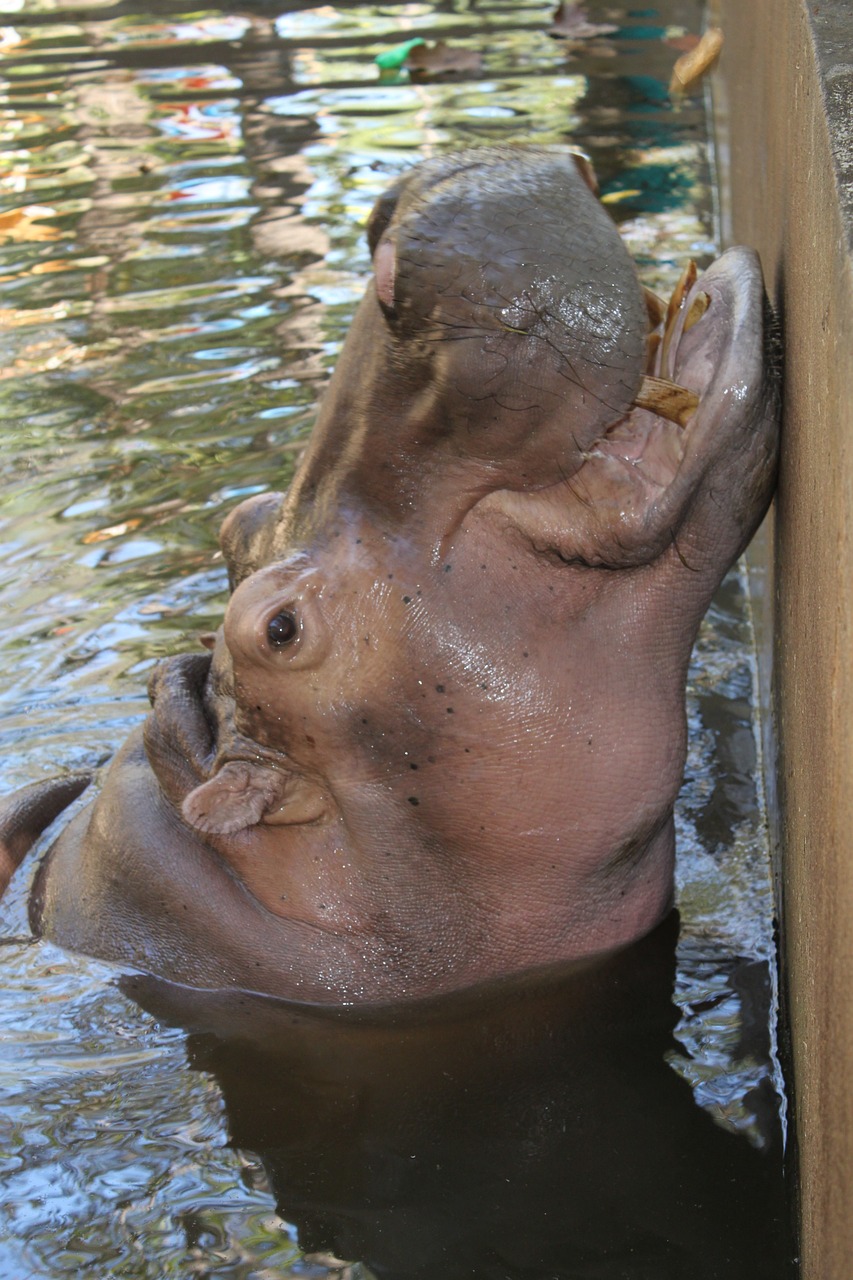 water hippo free pictures free photo