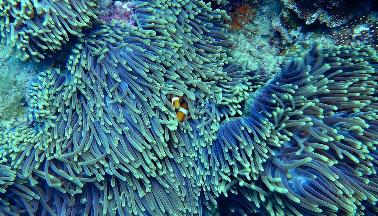 water corals underwater free photo