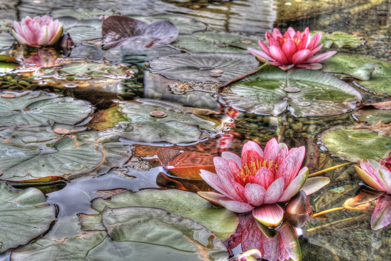 water lilies hdr free photo