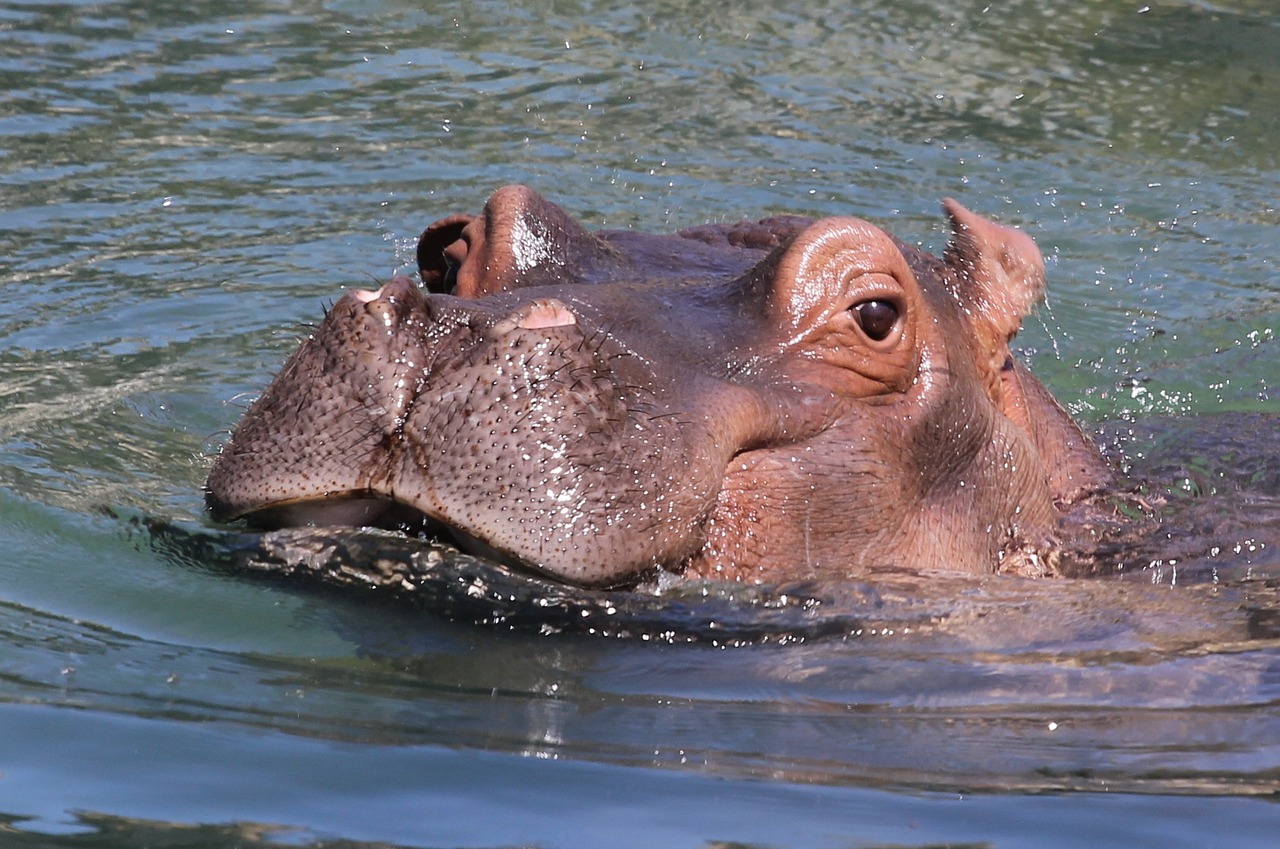 water hippopotamus head free photo