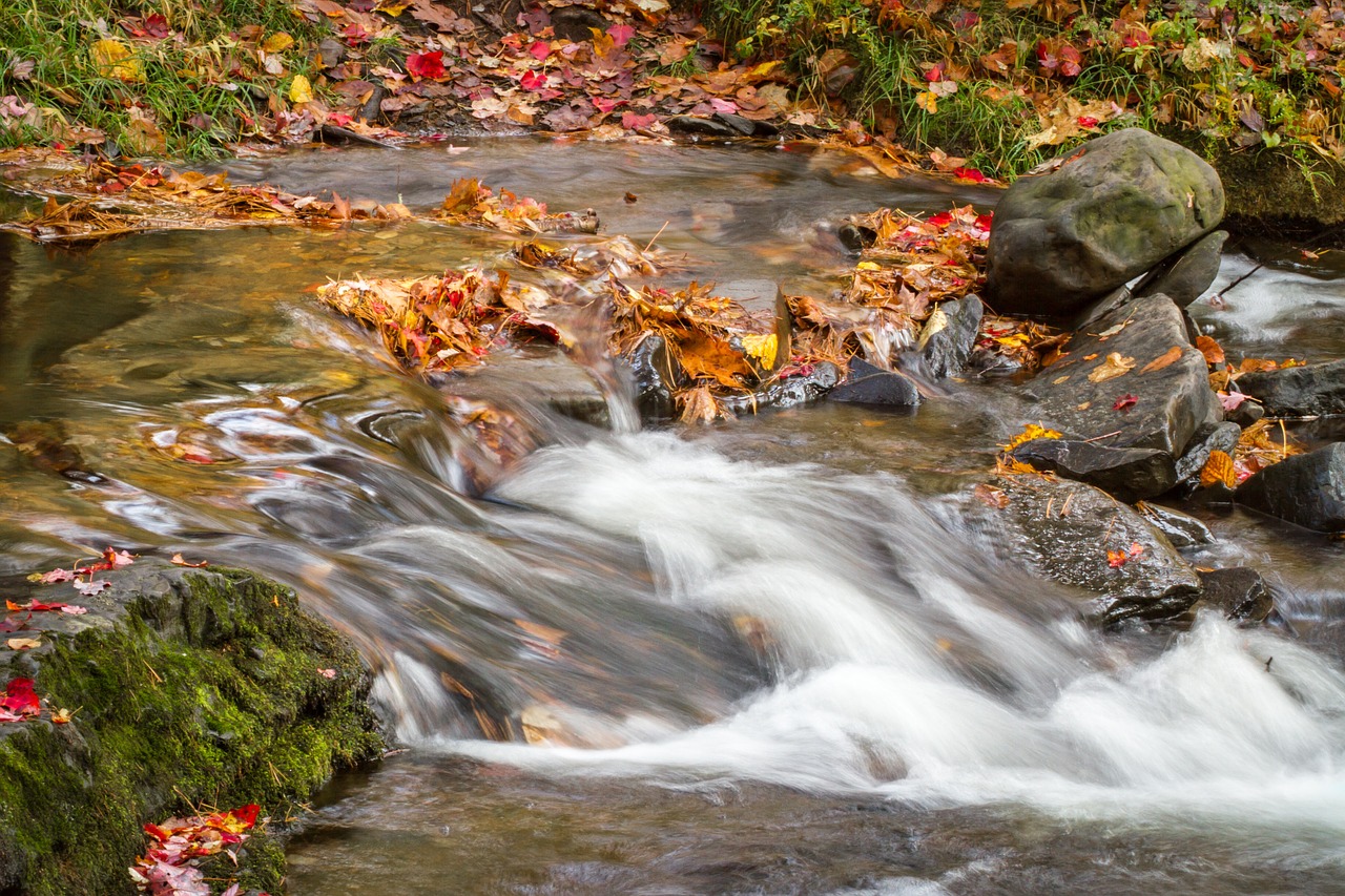 water flowing leaves free photo