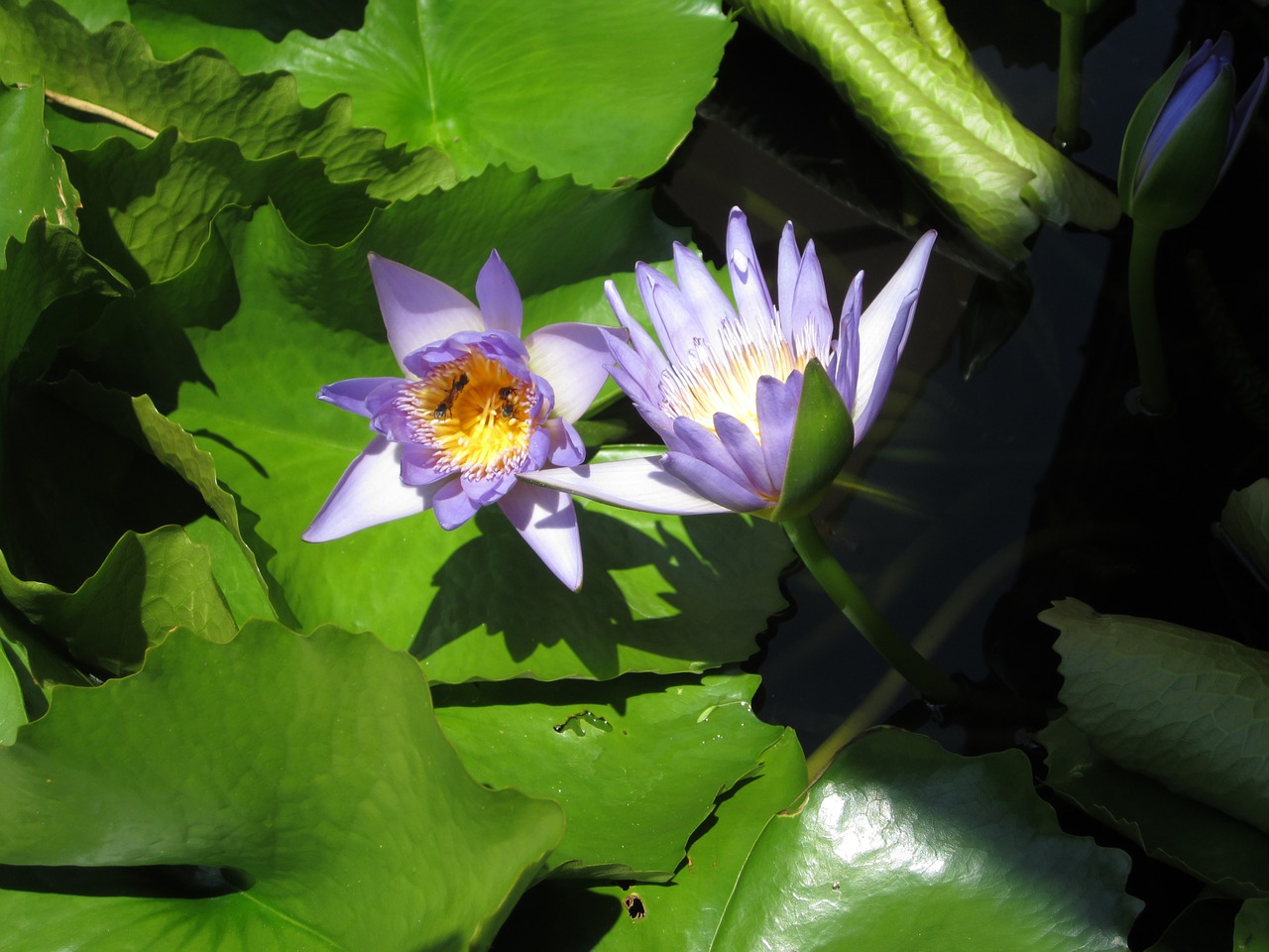 shadow flower color free photo