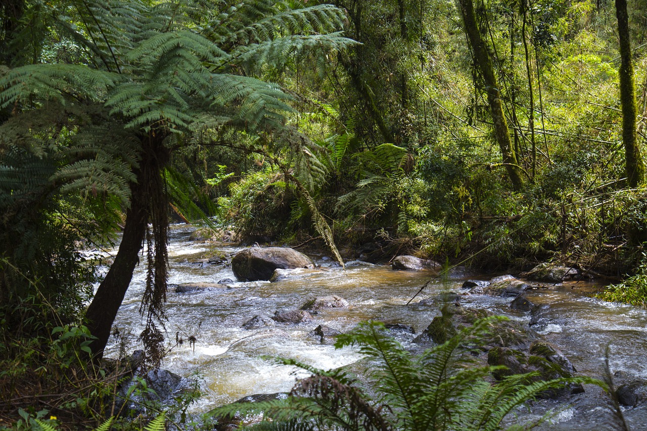 water river nature free photo