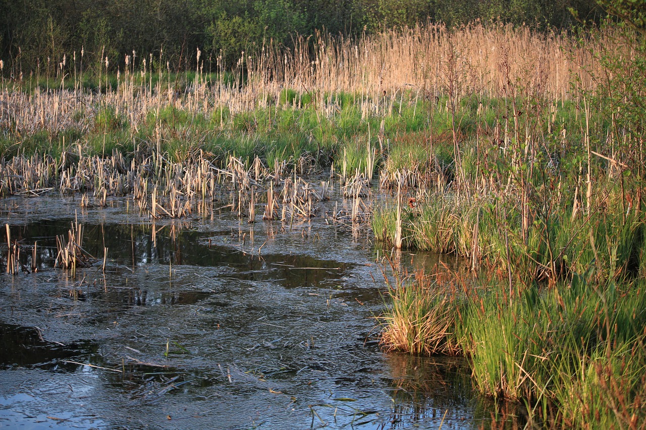water wetlands swamp free photo