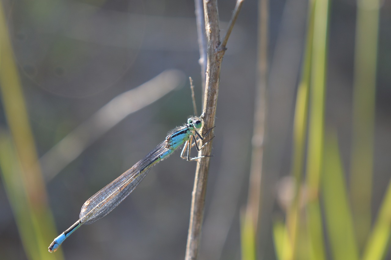 water blue insect free photo