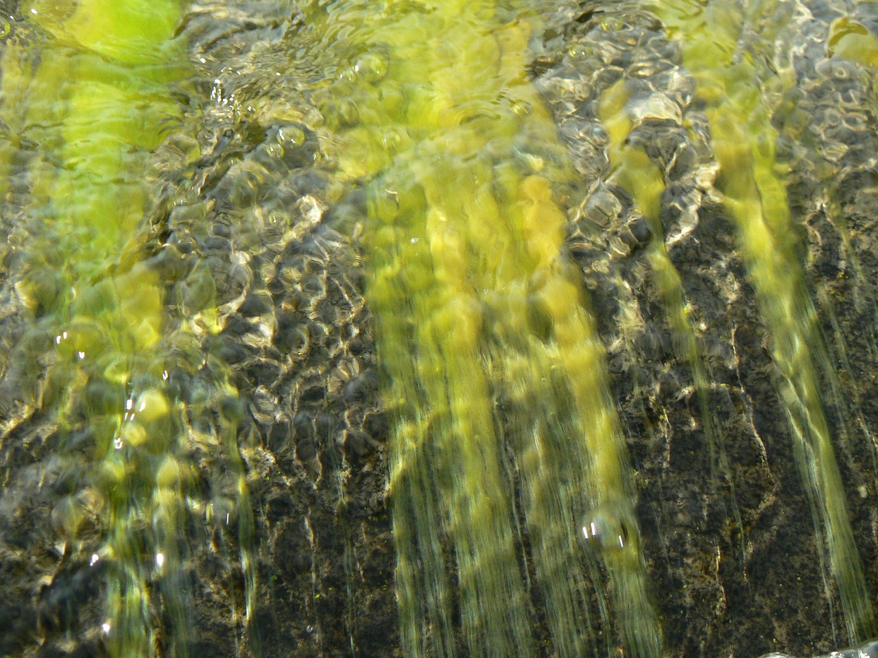 water seaweed bach free photo