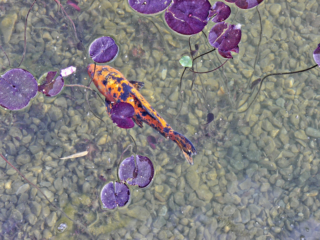 water koi fish free photo