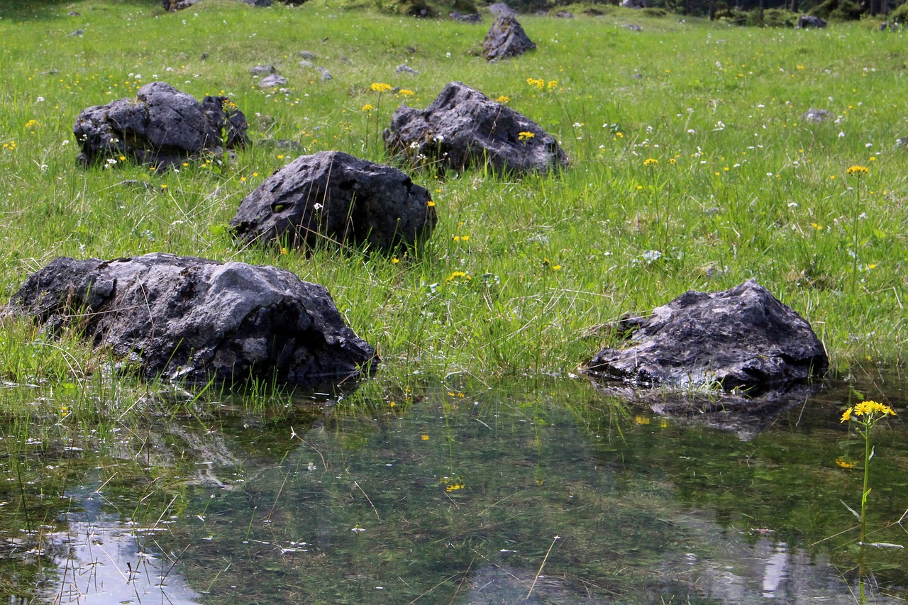 water stones flowers free photo