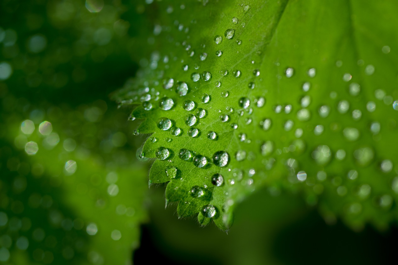 water drops leaf free photo