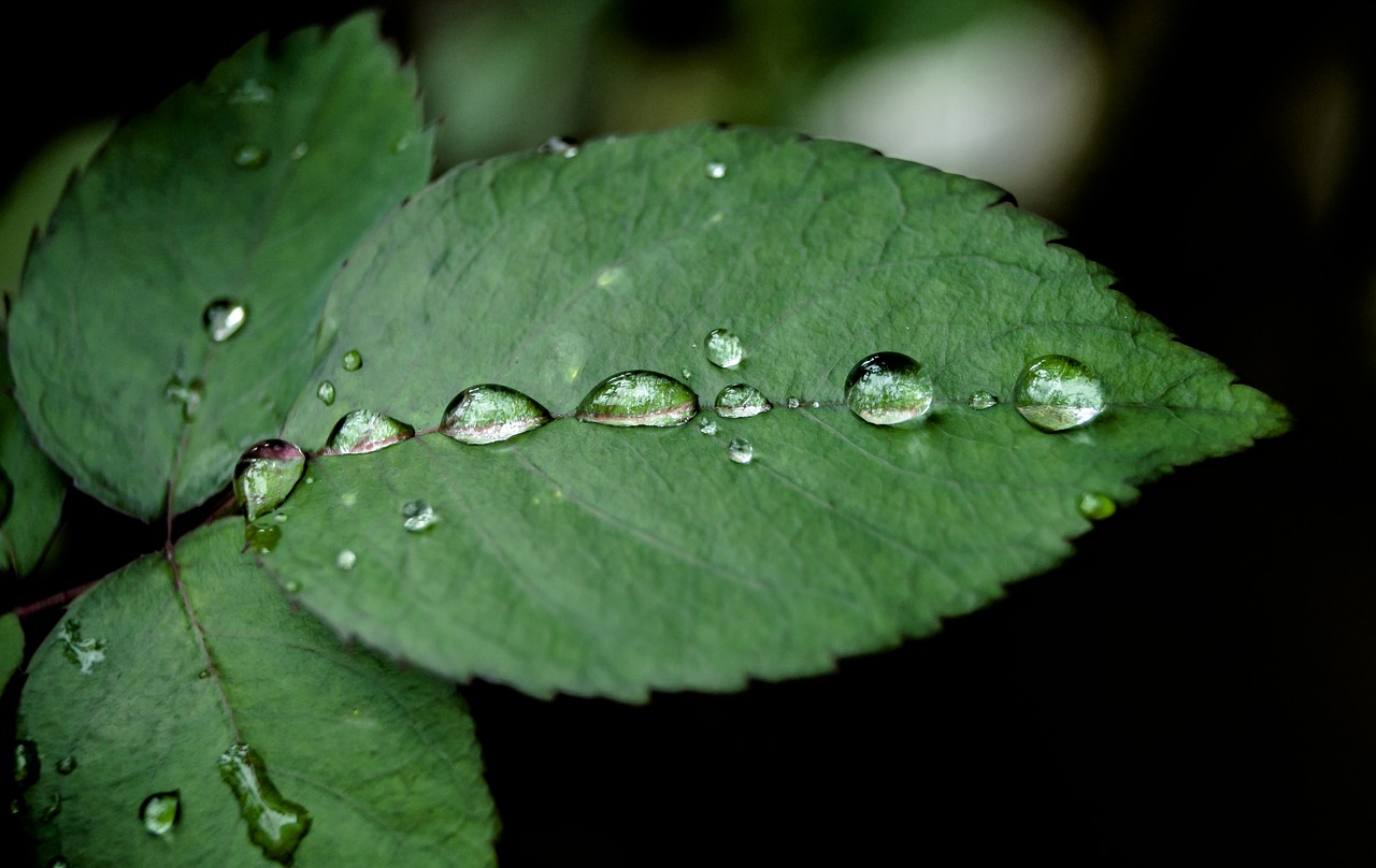 water droplet nature free photo