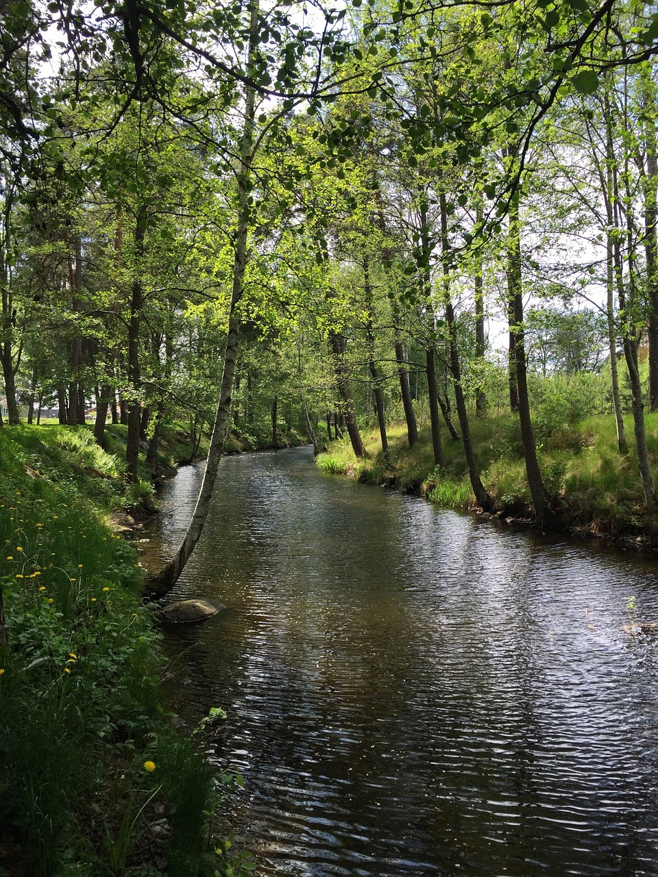 water hardwood å free photo