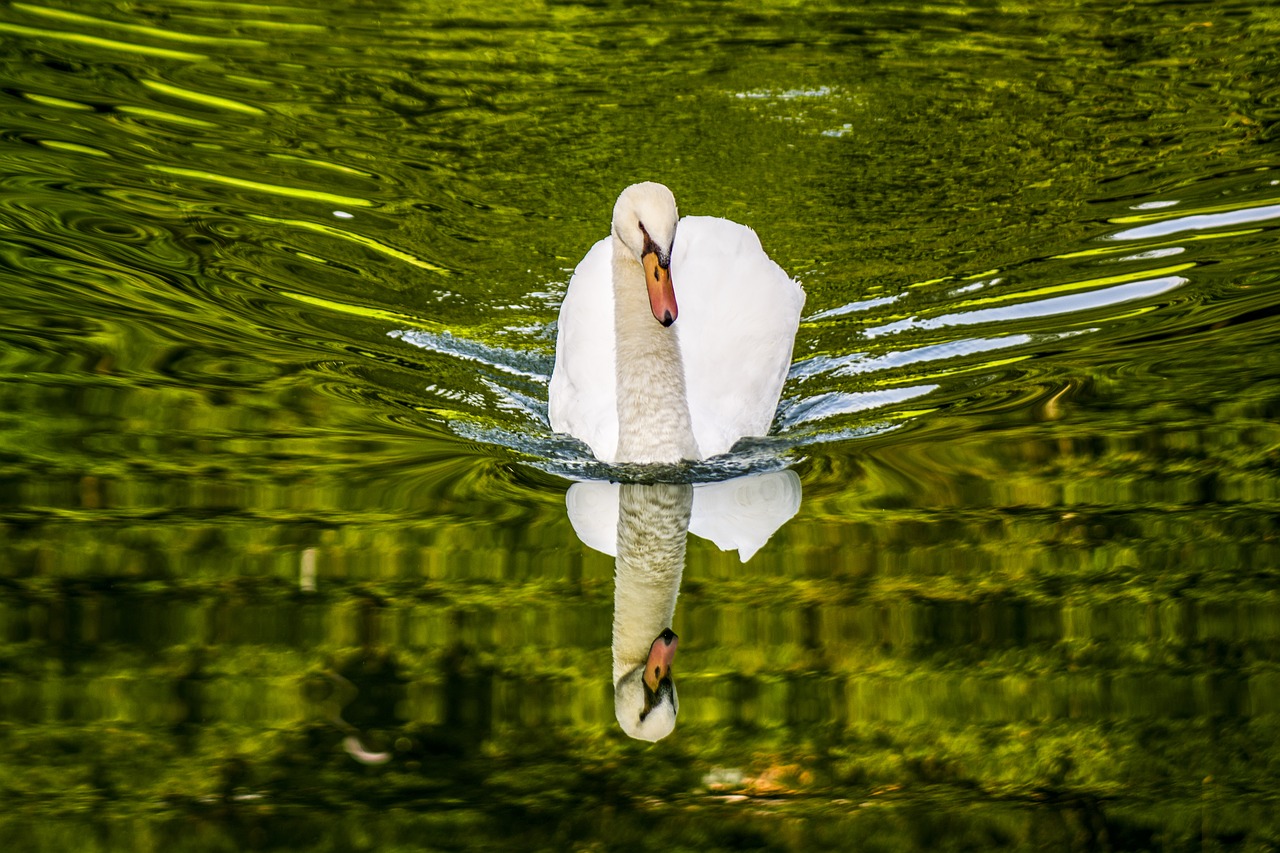 water swan lake free photo