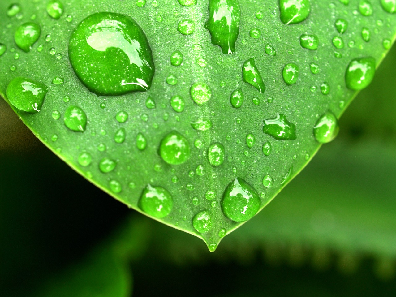 water drops leaf free photo