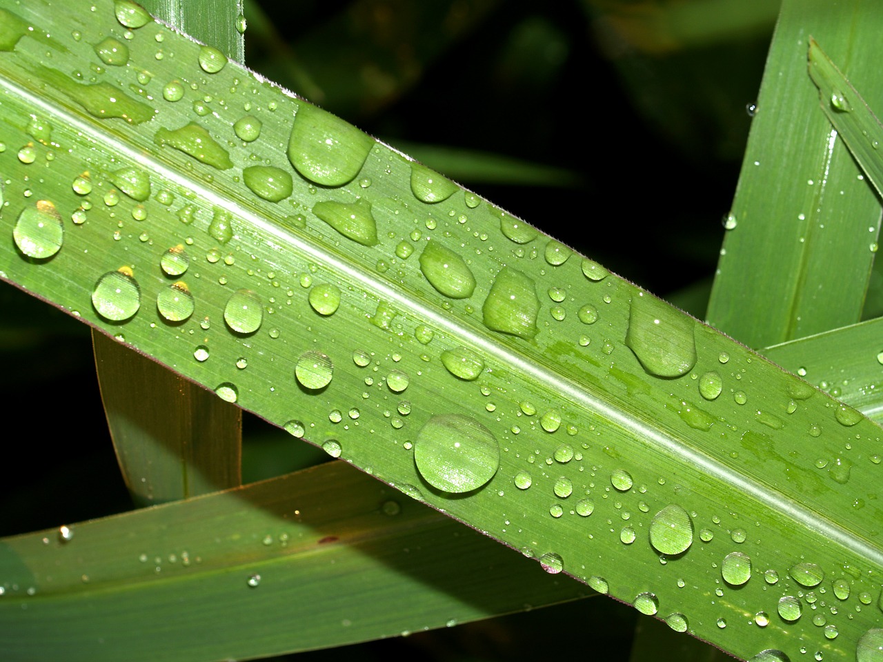 water drops leaf free photo