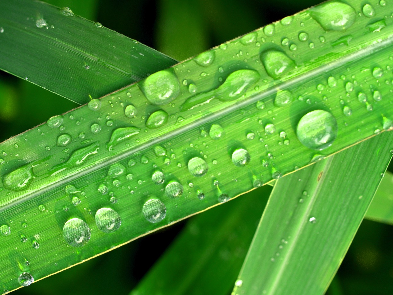 water drops leaf free photo