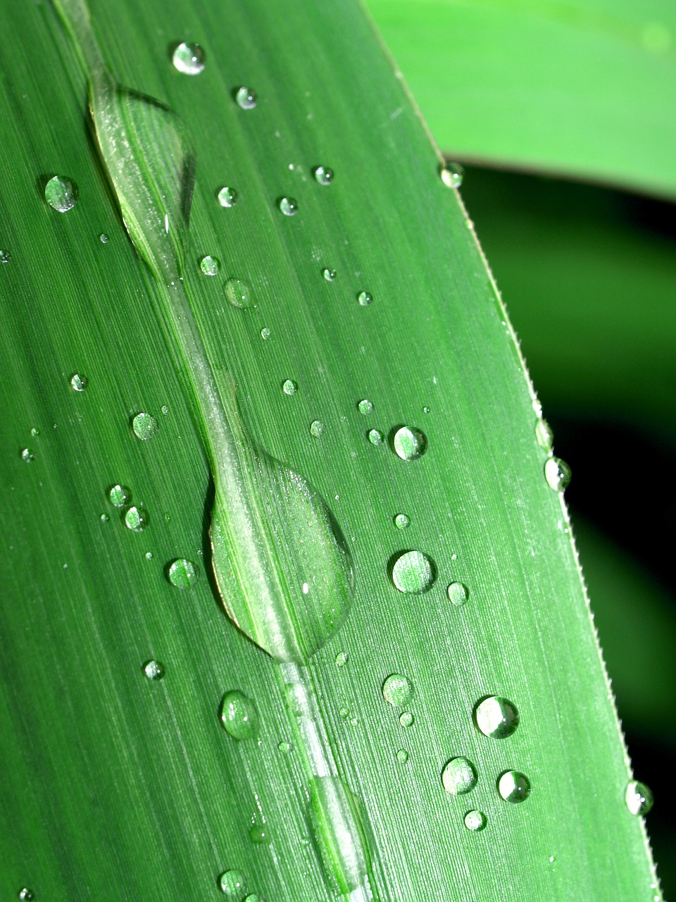 water drops leaf free photo