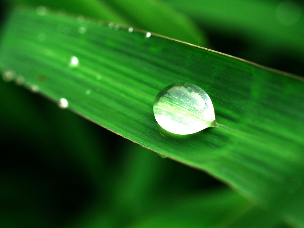 water drops leaf free photo