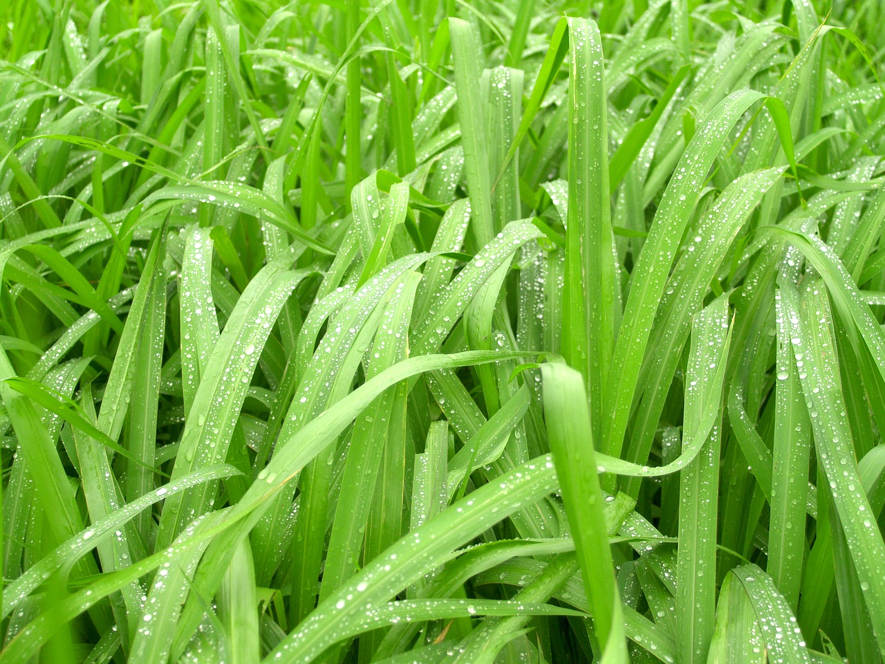 water drops leaf free photo