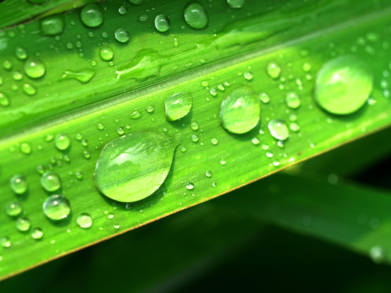 water drops leaf free photo