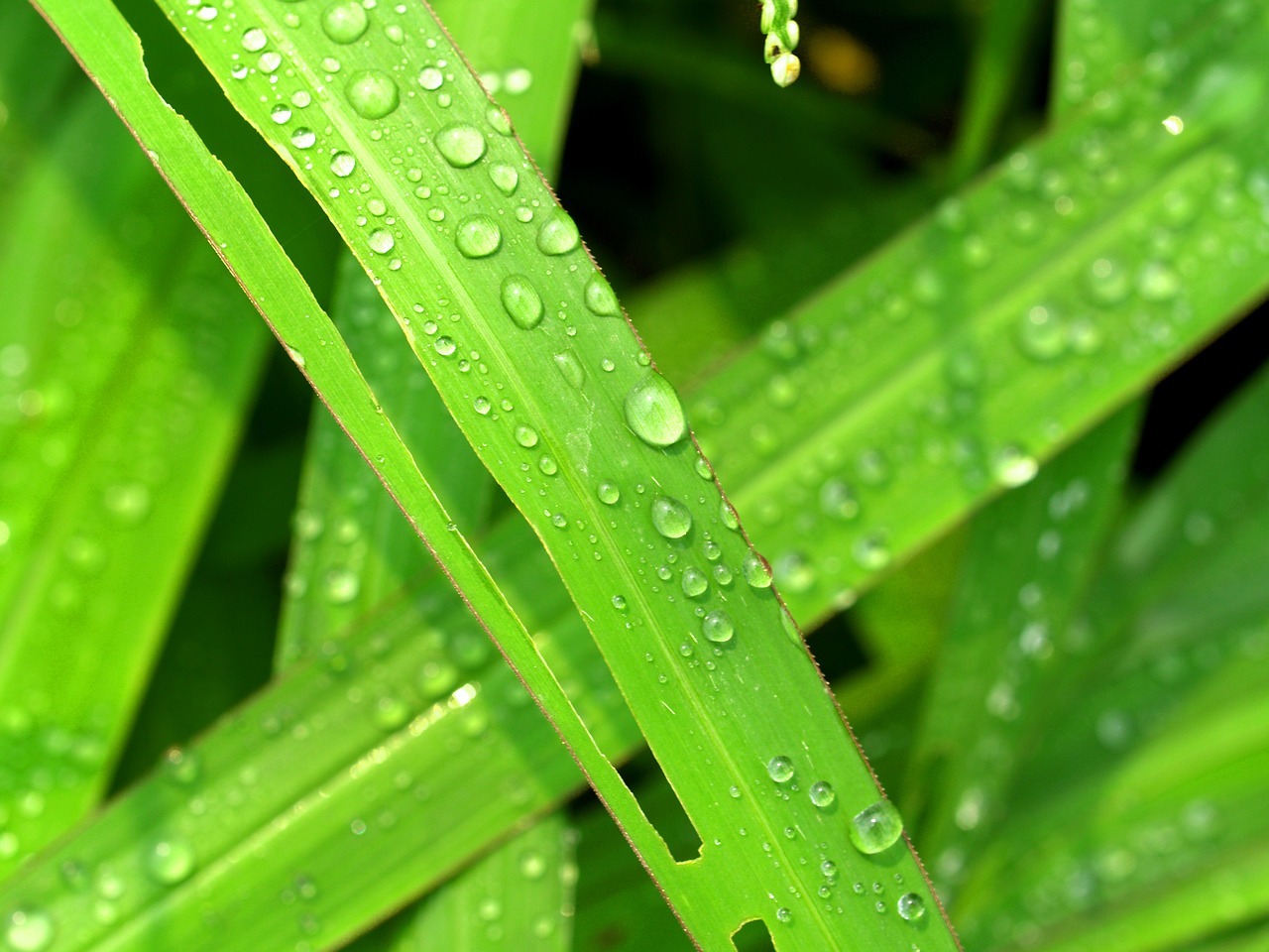 water drops leaf free photo