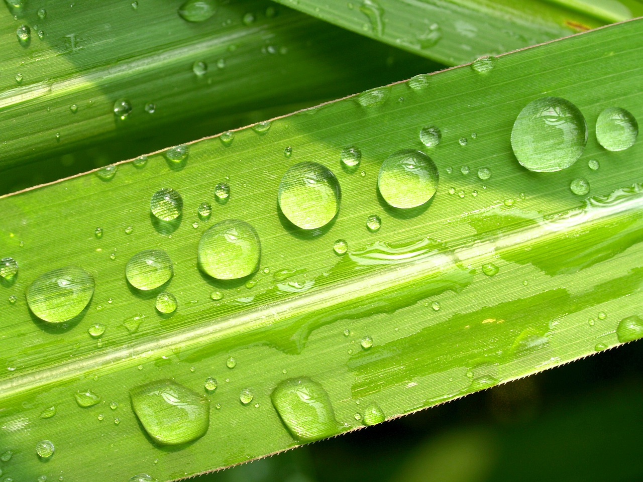 water drops leaf free photo