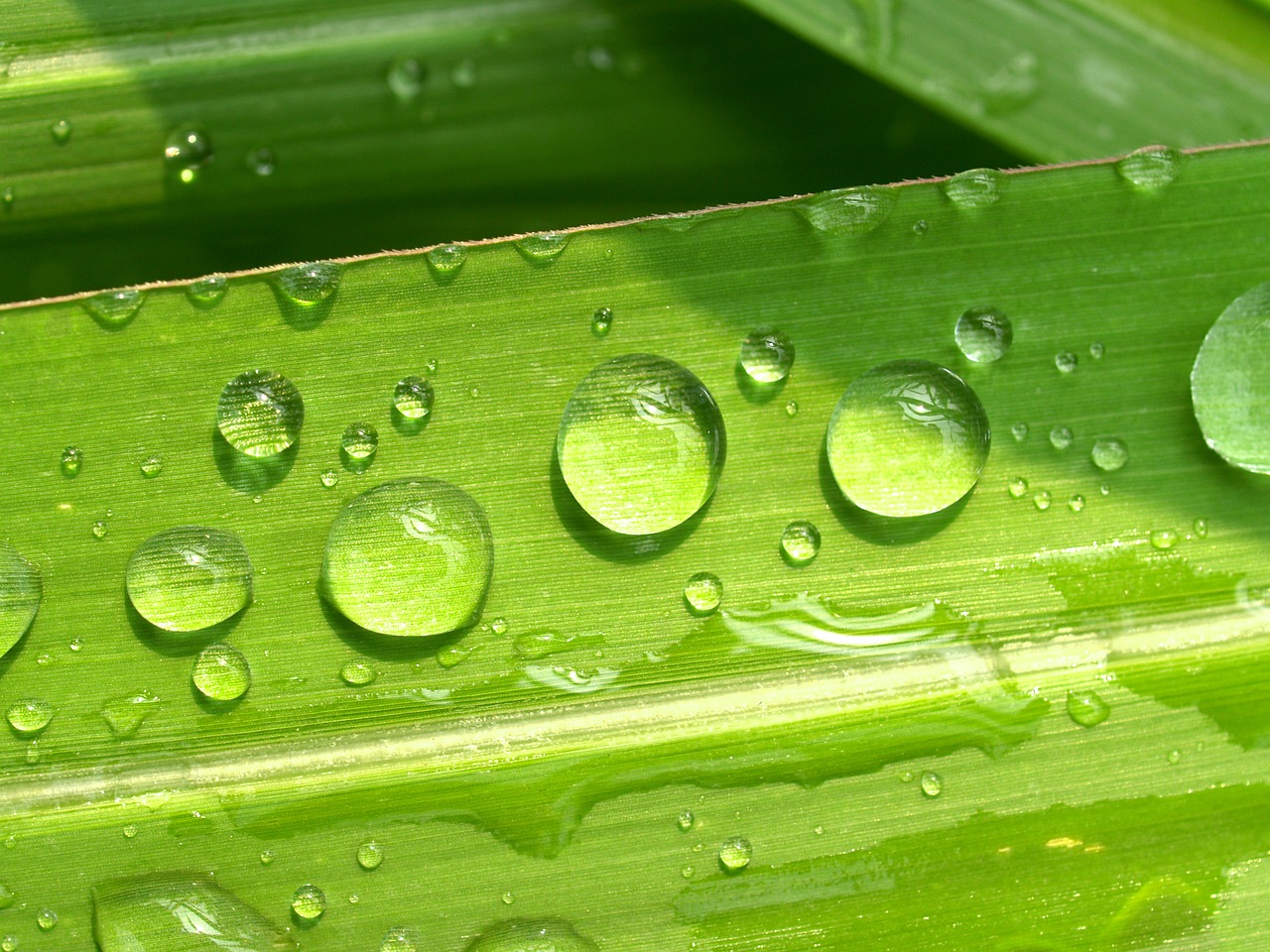 water drops leaf free photo