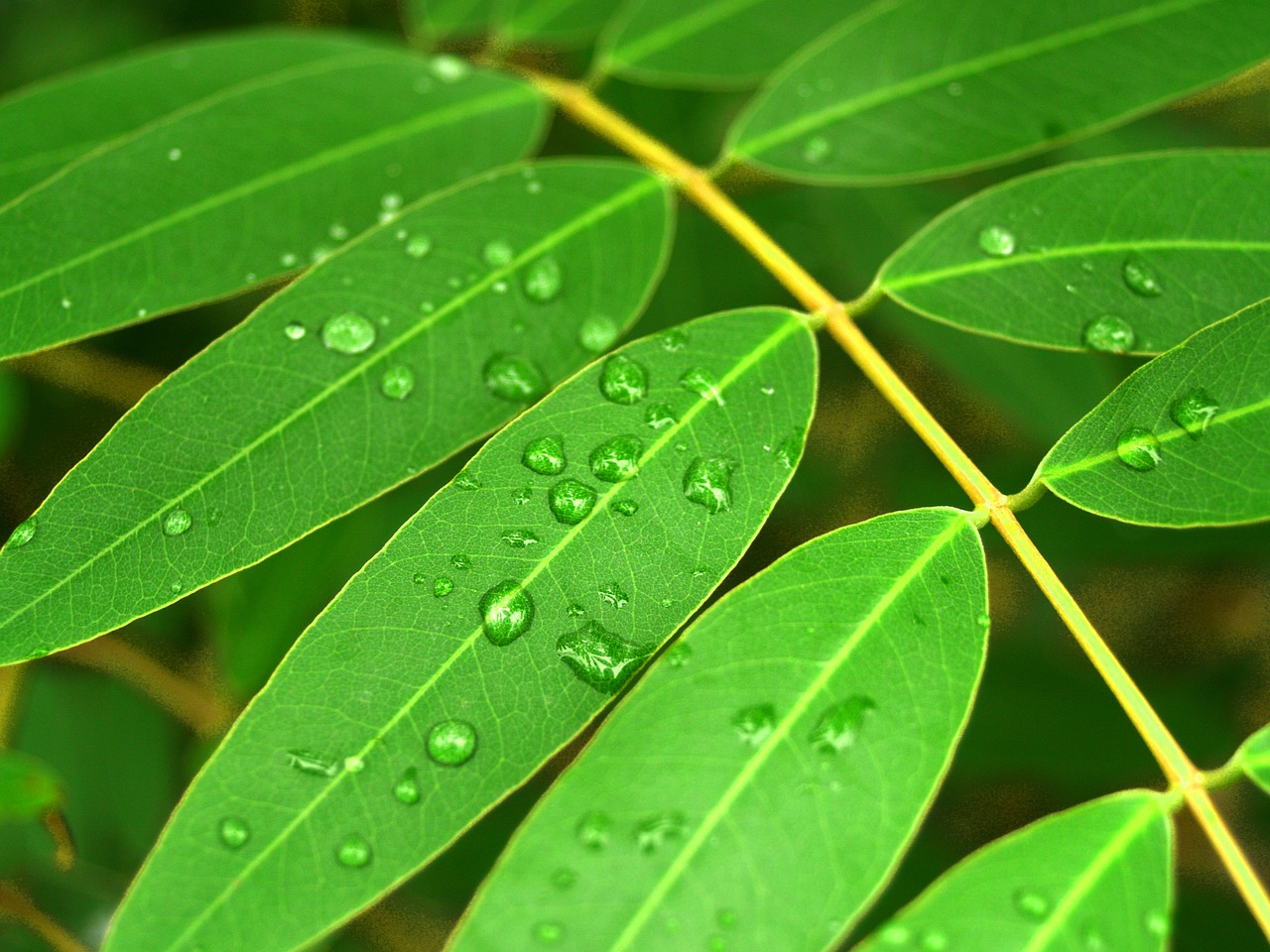 water drops leaf free photo