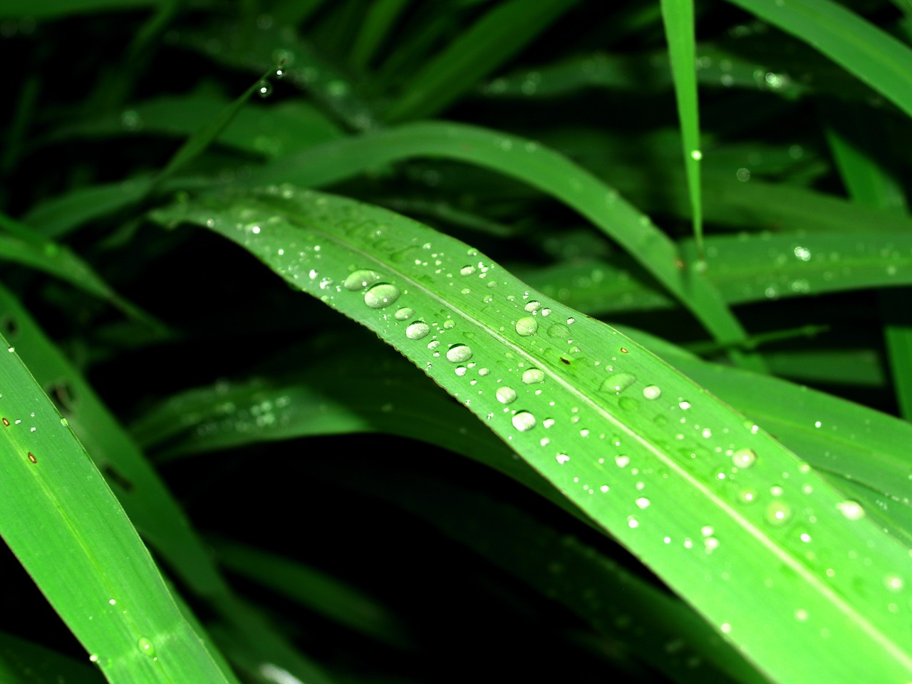 water drops leaf free photo