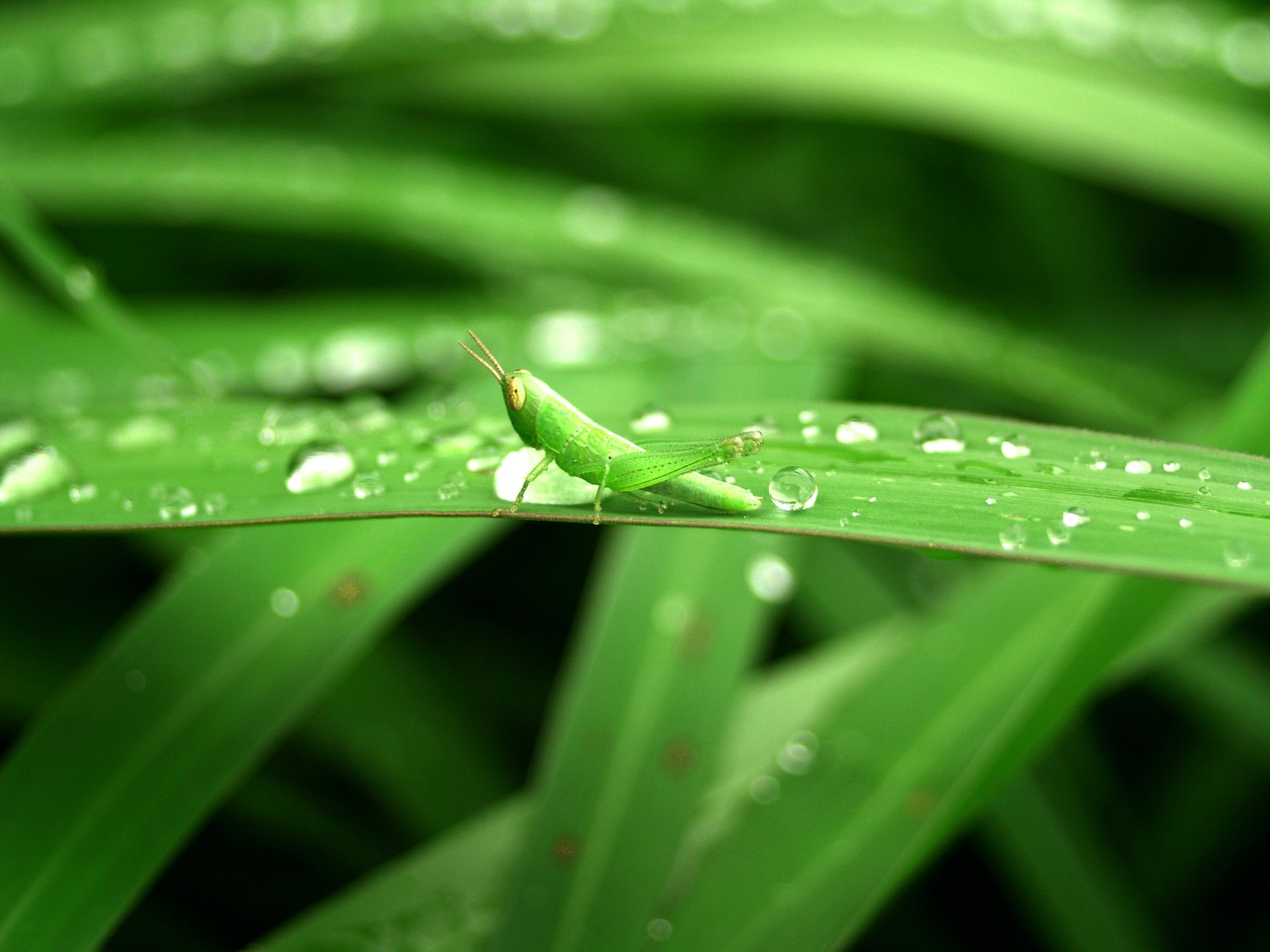 water drops leaf free photo