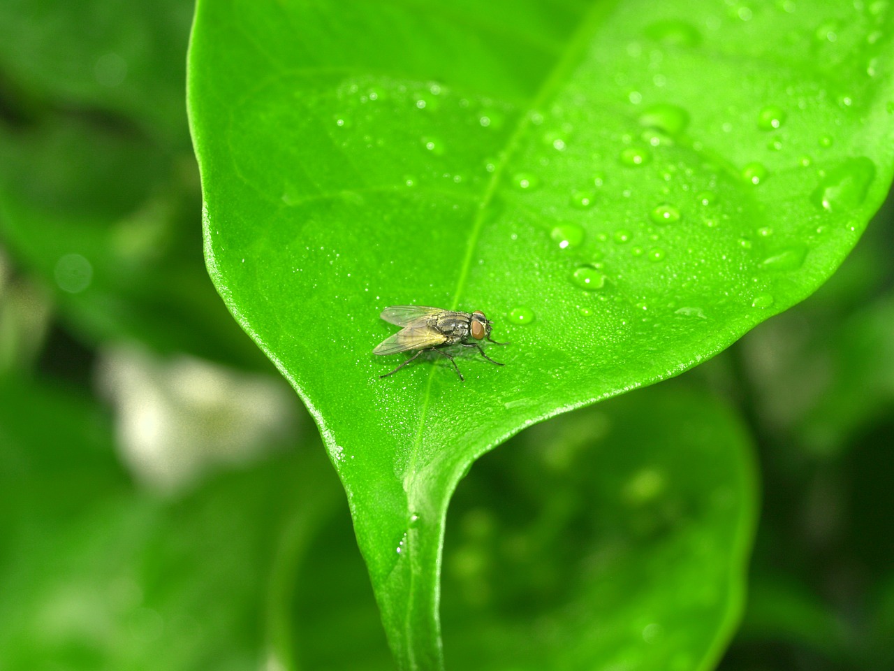 water drops leaf free photo