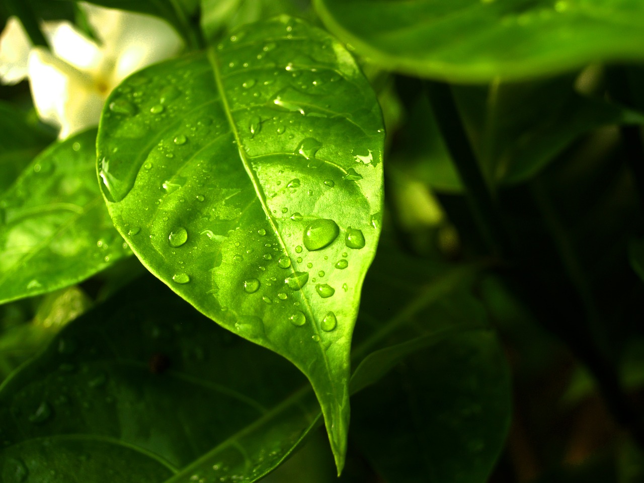 water drops leaf free photo