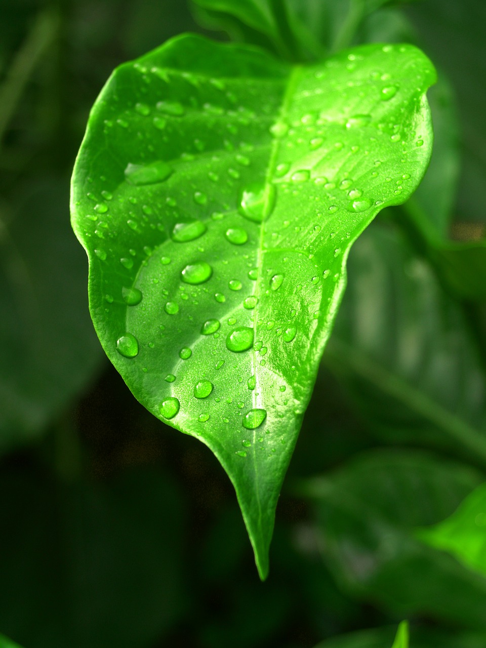 water drops leaf free photo