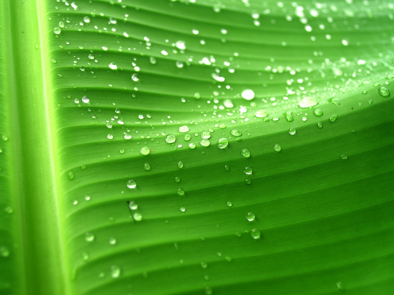 water drops leaf free photo