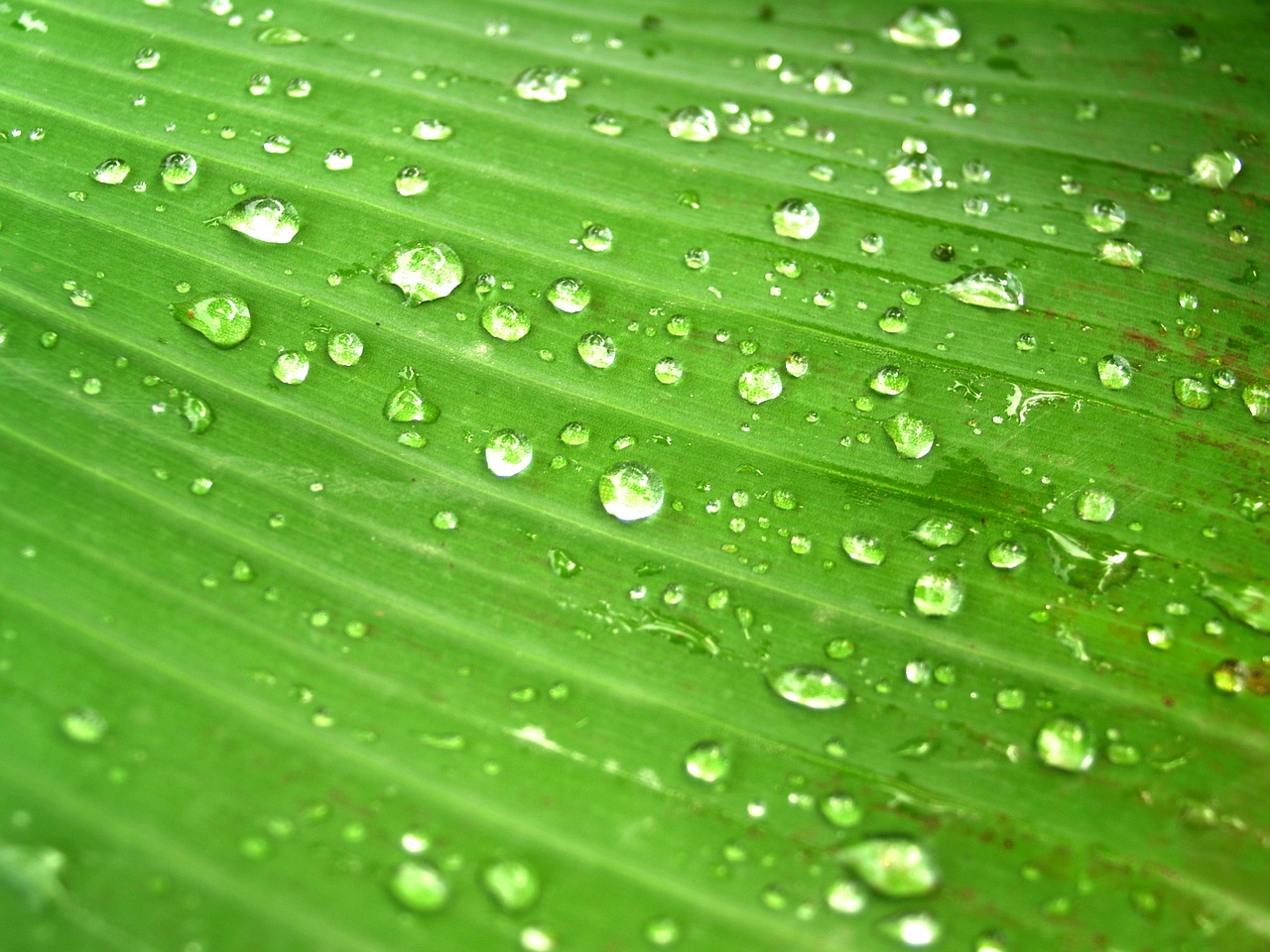 water drops leaf free photo